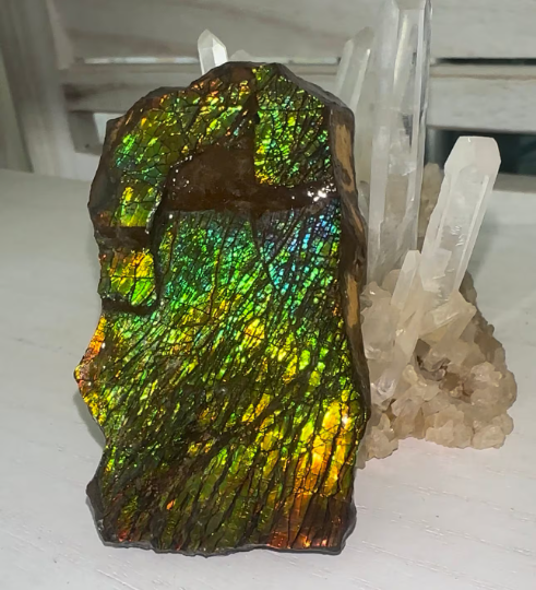 6.25” Ammolite Rough Display Stone,Handheld Specimen 75x45x21mm, Rough,Fossil,Fengshui,Metaphysical,Home Decor Rs-31