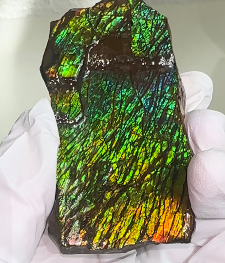 6.25” Ammolite Rough Display Stone,Handheld Specimen 75x45x21mm, Rough,Fossil,Fengshui,Metaphysical,Home Decor Rs-31