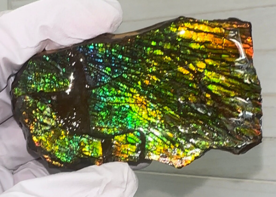 6.25” Ammolite Rough Display Stone,Handheld Specimen 75x45x21mm, Rough,Fossil,Fengshui,Metaphysical,Home Decor Rs-31