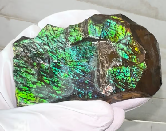 6.25” Ammolite Rough Display Stone,Handheld Specimen 75x45x21mm, Rough,Fossil,Fengshui,Metaphysical,Home Decor Rs-31