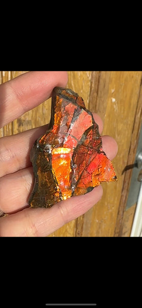 Ammolite Rough Display Stone,Handheld Specimen 55x40mm, Rough,Fossil,Fengshui,Metaphysical,Home Decor,Bright!  RS-24