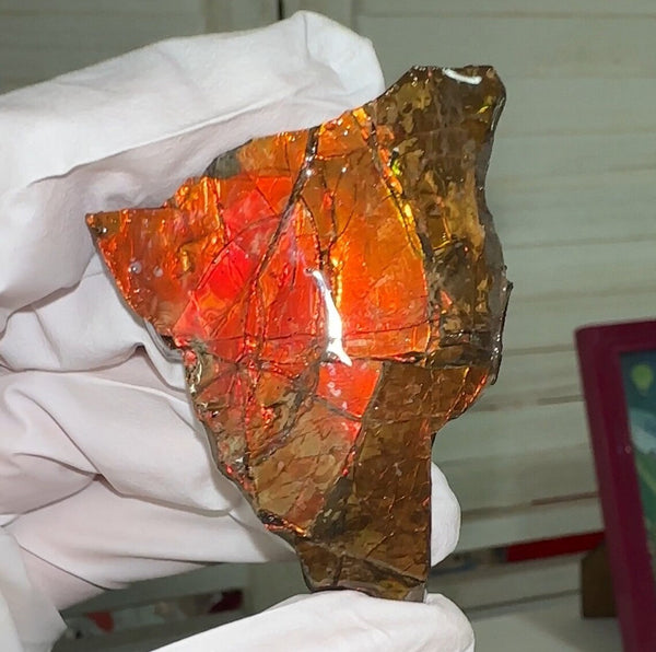 Ammolite Rough Display Stone,Handheld Specimen 55x40mm, Rough,Fossil,Fengshui,Metaphysical,Home Decor,Bright!  RS-24