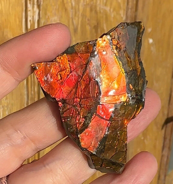 Ammolite Rough Display Stone,Handheld Specimen 55x40mm, Rough,Fossil,Fengshui,Metaphysical,Home Decor,Bright!  RS-24