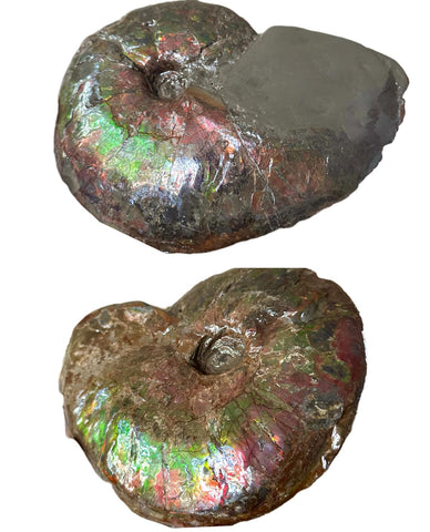 10" Ammolite Placenticeras Intercalare ***Free Shipping***  AF-115 Ammolite  Ammonite Fossil