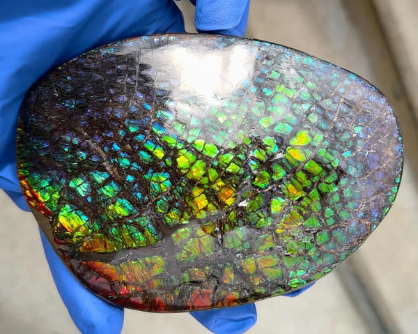5.2"Massive Rainbow Color,Ammolite NATURAL Polished Display Home Decor Loose Stone Beautiful rainbow dragonskin,Home decor,Rare specimen FFNT216 Free shipping!jmn ]=]=