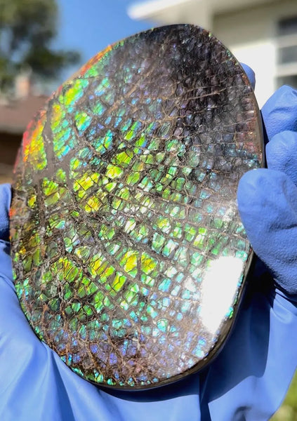 5.2"Massive Rainbow Color,Ammolite NATURAL Polished Display Home Decor Loose Stone Beautiful rainbow dragonskin,Home decor,Rare specimen FFNT216 Free shipping!jmn ]=]=