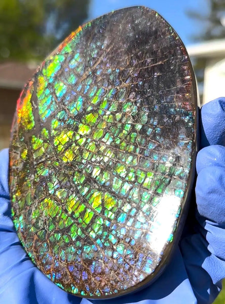 5.2"Massive Rainbow Color,Ammolite NATURAL Polished Display Home Decor Loose Stone Beautiful rainbow dragonskin,Home decor,Rare specimen FFNT216 Free shipping!jmn ]=]=