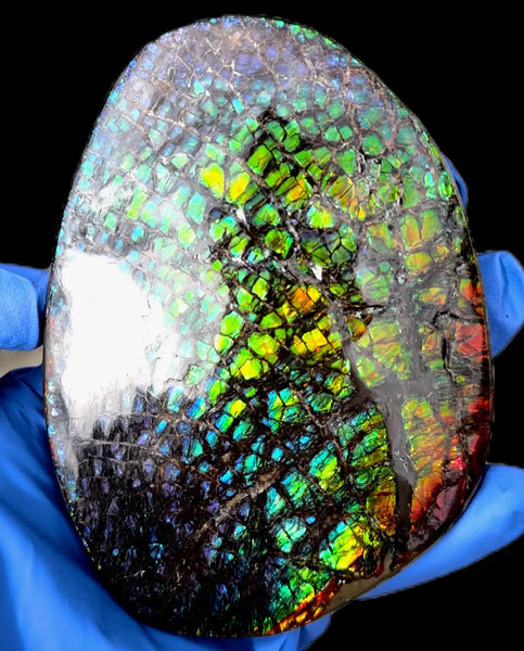 5.2"Massive Rainbow Color,Ammolite NATURAL Polished Display Home Decor Loose Stone Beautiful rainbow dragonskin,Home decor,Rare specimen FFNT216 Free shipping!jmn ]=]=