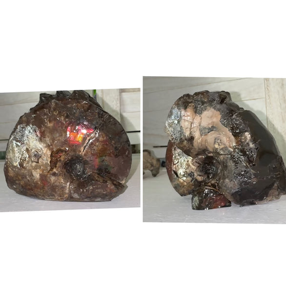 4.1"" Ammolite ,Placenticeras meeki, Specimen, Fossil,Ammonite, Collector Stone,Home decor,Free standing**FREE SHIPPING***　AF-106