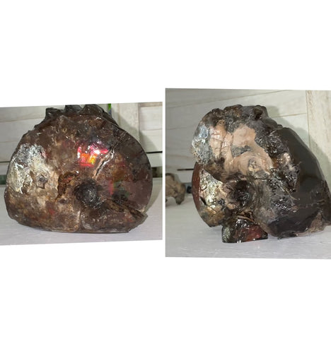 4.1"" Ammolite ,Placenticeras meeki, Specimen, Fossil,Ammonite, Collector Stone,Home decor,Free standing**FREE SHIPPING***　AF-106