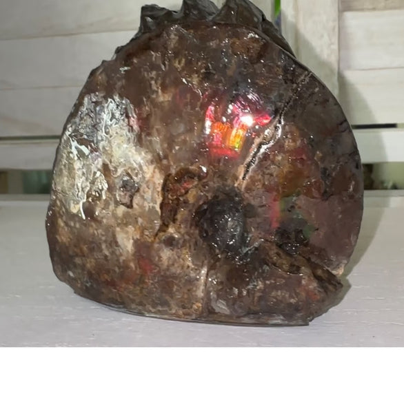 4.1"" Ammolite ,Placenticeras meeki, Specimen, Fossil,Ammonite, Collector Stone,Home decor,Free standing**FREE SHIPPING***　AF-106