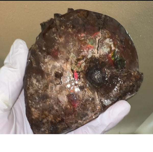 4.1"" Ammolite ,Placenticeras meeki, Specimen, Fossil,Ammonite, Collector Stone,Home decor,Free standing**FREE SHIPPING***　AF-106