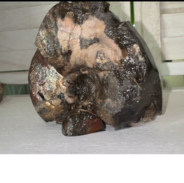 4.1"" Ammolite ,Placenticeras meeki, Specimen, Fossil,Ammonite, Collector Stone,Home decor,Free standing**FREE SHIPPING***　AF-106