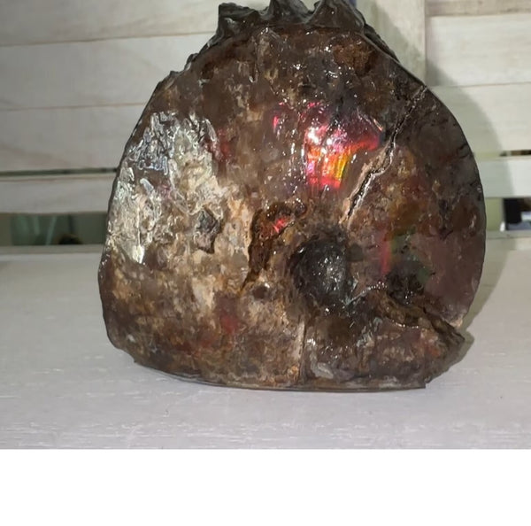 4.1"" Ammolite ,Placenticeras meeki, Specimen, Fossil,Ammonite, Collector Stone,Home decor,Free standing**FREE SHIPPING***　AF-106