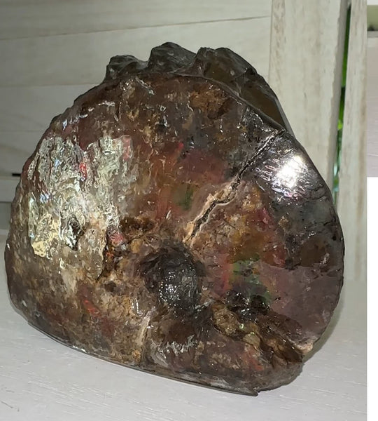 4.1"" Ammolite ,Placenticeras meeki, Specimen, Fossil,Ammonite, Collector Stone,Home decor,Free standing**FREE SHIPPING***　AF-106