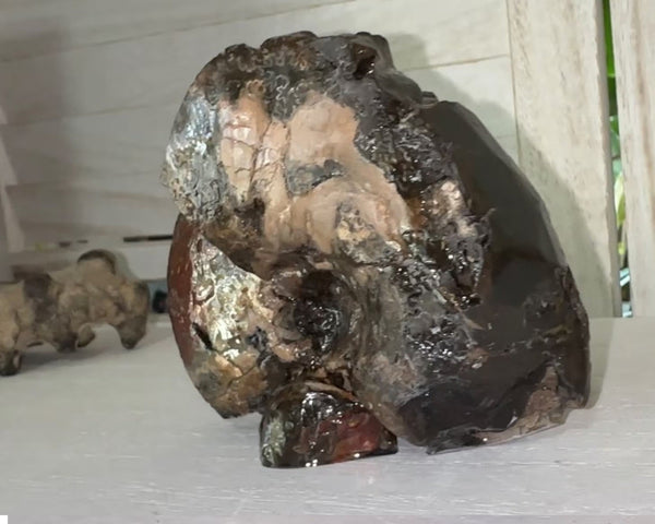 4.1"" Ammolite ,Placenticeras meeki, Specimen, Fossil,Ammonite, Collector Stone,Home decor,Free standing**FREE SHIPPING***　AF-106