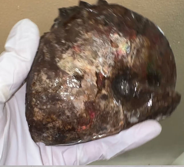 4.1"" Ammolite ,Placenticeras meeki, Specimen, Fossil,Ammonite, Collector Stone,Home decor,Free standing**FREE SHIPPING***　AF-106