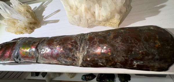 Canadian Ammolite Bacculite Fossil Piece Baculites AF-109  バキュライト アンモライト Baculite