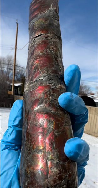 Canadian Ammolite Bacculite Fossil Piece Baculites AF-109  バキュライト アンモライト Baculite