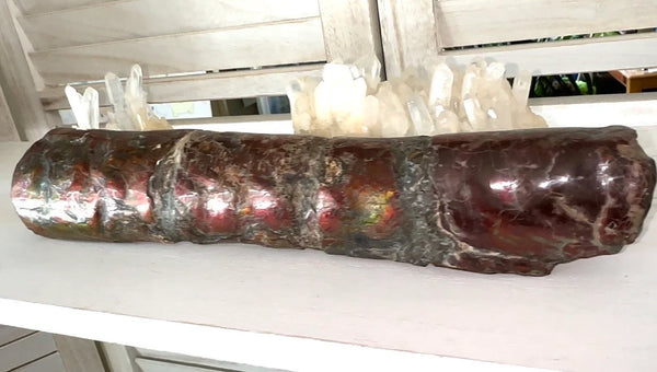 Canadian Ammolite Bacculite Fossil Piece Baculites AF-109  バキュライト アンモライト Baculite