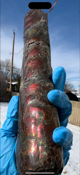 Canadian Ammolite Bacculite Fossil Piece Baculites AF-109  バキュライト アンモライト Baculite