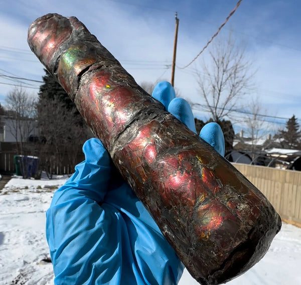 Canadian Ammolite Bacculite Fossil Piece Baculites AF-109  バキュライト アンモライト Baculite