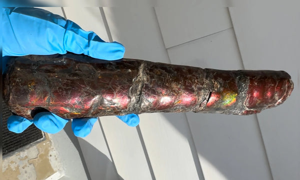 Canadian Ammolite Bacculite Fossil Piece Baculites AF-109  バキュライト アンモライト Baculite