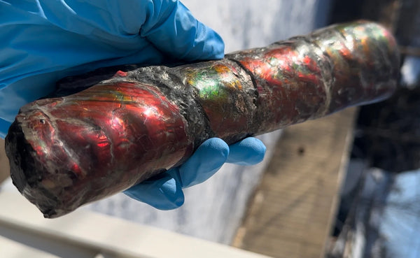 Canadian Ammolite Bacculite Fossil Piece Baculites AF-109  バキュライト アンモライト Baculite