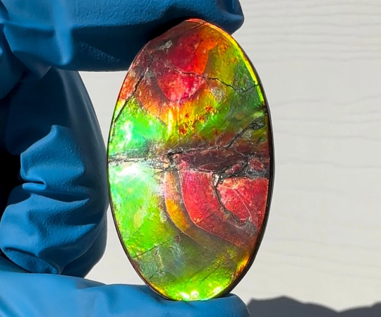 Ammolite Imperial Double-Sided NATURAL Polished Freeform Stone Collector's Gemstone Polished/Coated  IMP93