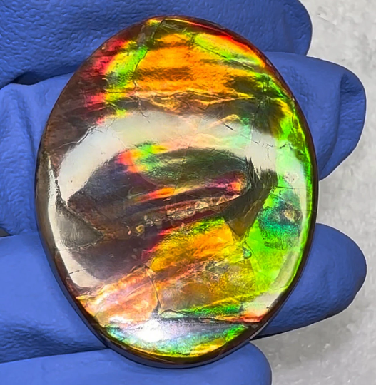 🌈Rare Ammolite Double-Sided NATURAL Polished Rainbow! Collector's Gemstone 50x28m IMP922