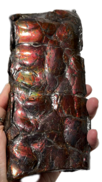 High grade, Rare Baculite Ammolite,Handheld Specimen , Bacculite Fossil Ammonite Display,Home Decor,Display,Alberta,Gem AF-122 FREE Shipping!