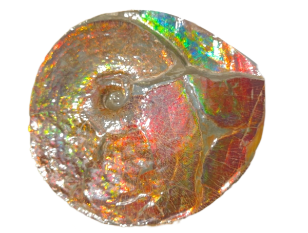 AF-126  Ammonite Fossil - Placenticeras meeki Ammolite **FREE SHIPPING***　アンモライト カナダ化石 斑彩石