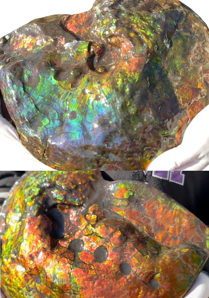 Make an offer! 12.87" Ammolite Placenticeras Intercalare ***Free Shipping***  AF-141 Ammolite  Ammonite Fossil
