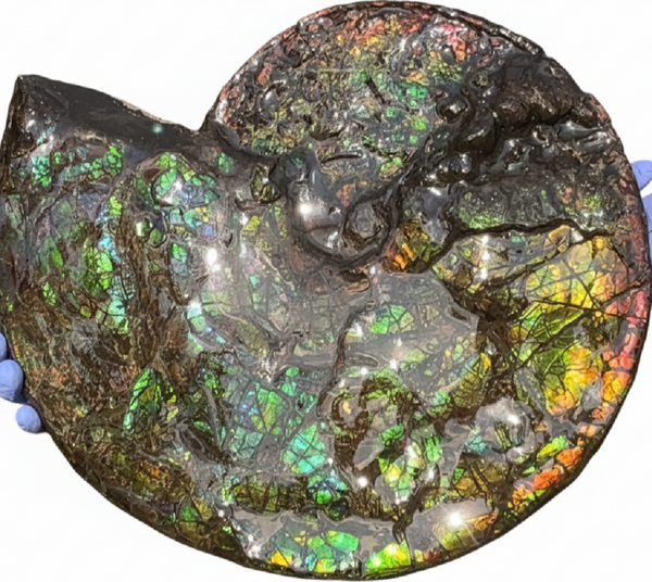 HUGE! 22.5" (57cm) Ammolite ,Placenticeras ,Double-Sided Rainbow, Specimen, Fossil,Ammonite, Collector Stone,Home decor,**FREE SHIPPING***　AF-120