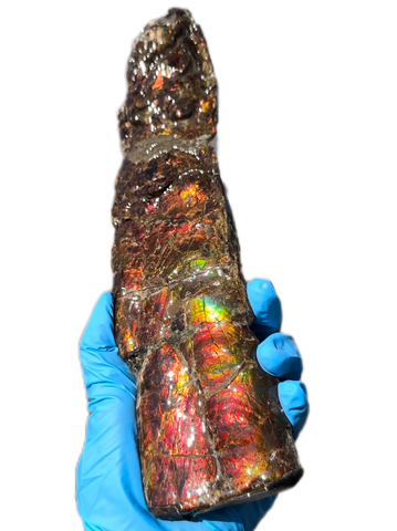 10.74" Rare Baculite Ammolite,Handheld Specimen , Bacculite Fossil Ammonite Display,Home Decor,Display,Alberta,Gem AF-121