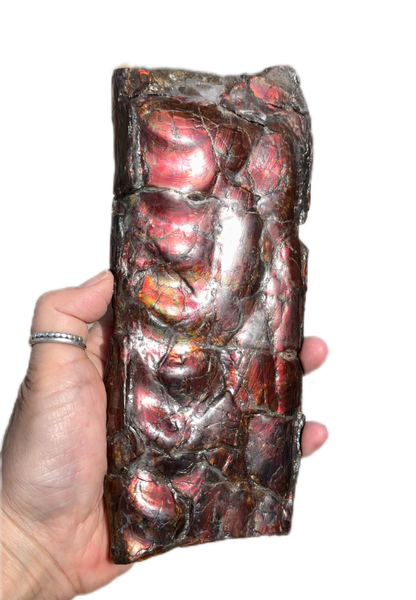 High grade, Rare Baculite Ammolite,Handheld Specimen , Bacculite Fossil Ammonite Display,Home Decor,Display,Alberta,Gem AF-122 FREE Shipping!