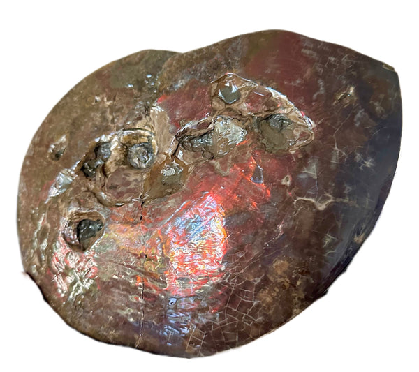 9.45" Ammolite ,Placenticeras meeki, Double-Sided with mosasaurus bite marks, Specimen, Fossil,Ammonite, Collector Stone,Home decor,**FREE SHIPPING***　AF-116