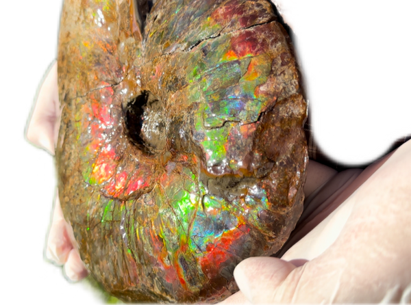 10" Ammolite Placenticeras Intercalare ***Free Shipping***  AF-115 Ammolite  Ammonite Fossil
