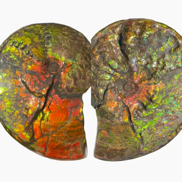 11.57”" Ammolite Placenticeras Intercalare ***Free Shipping***  AF-142  Ammolite  Ammonite Fossil