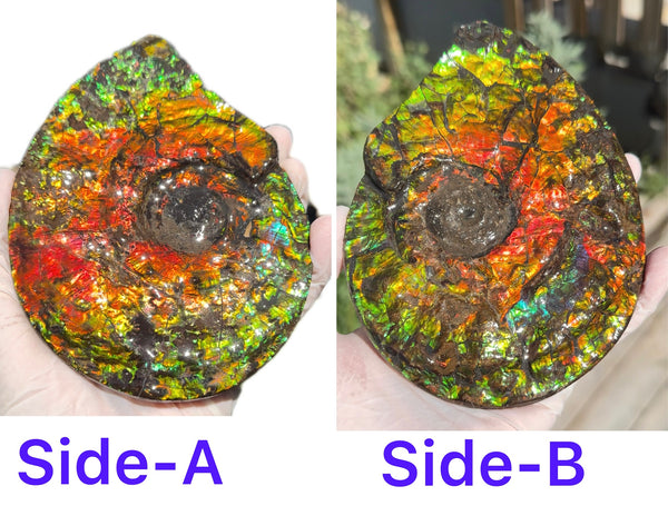 5.55" Ammolite Placenticeras Intercalare ***Free Shipping***  AF-114 Ammolite  Ammonite Fossil