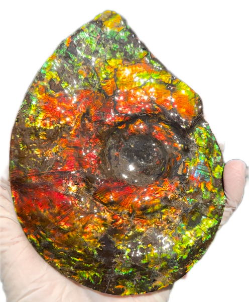 5.55" Ammolite Placenticeras Intercalare ***Free Shipping***  AF-114 Ammolite  Ammonite Fossil