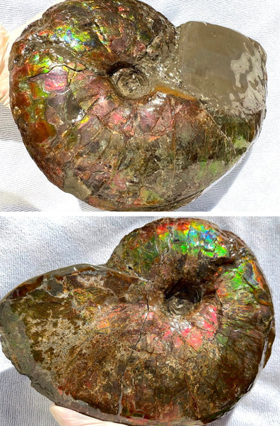 10" Ammolite Placenticeras Intercalare ***Free Shipping***  AF-115 Ammolite  Ammonite Fossil