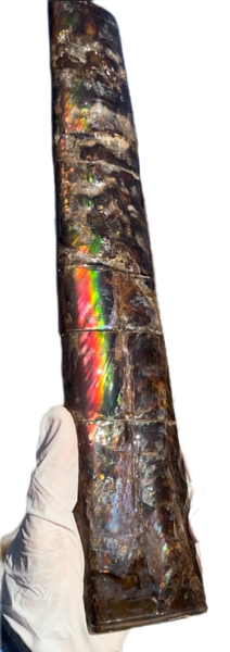 14" Rare Baculite Ammolite,Handheld Specimen ,Rough Bacculite Fossil Ammonite Display,Home Decor,Display,Alberta,AF-130,Freeshipping