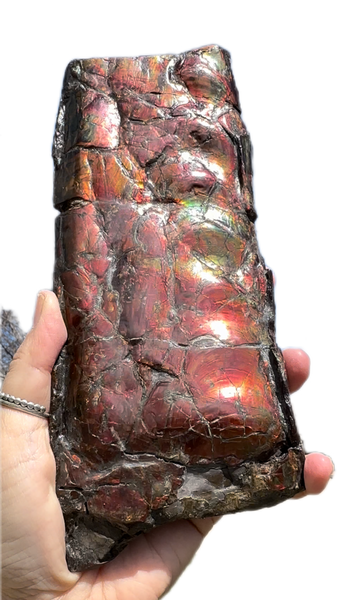 High grade, Rare Baculite Ammolite,Handheld Specimen , Bacculite Fossil Ammonite Display,Home Decor,Display,Alberta,Gem AF-122 FREE Shipping!