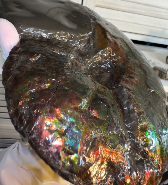 10" Ammolite Placenticeras Intercalare ***Free Shipping***  AF-115 Ammolite  Ammonite Fossil