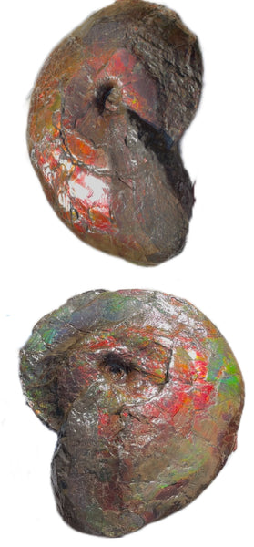 AF-124  17.7" Ammonite Fossil - Placenticeras costatum　Ammolite **FREE SHIPPING***　アンモライト カナダ化石 斑彩石
