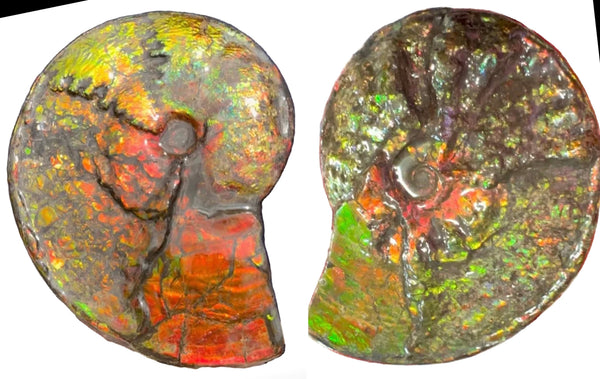 11.57”" Ammolite Placenticeras Intercalare ***Free Shipping***  AF-142  Ammolite  Ammonite Fossil