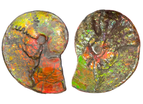 11.57”" Ammolite Placenticeras Intercalare ***Free Shipping***  AF-142  Ammolite  Ammonite Fossil