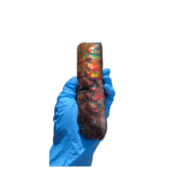 Canadian Ammolite Bacculite Fossil Piece Baculites AF-98  バキュライト アンモライト Baculite Free Shipping!!