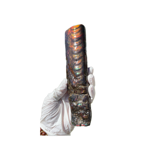 Canadian Ammolite Bacculite Fossil Piece Baculites AF-99  バキュライト アンモライト Baculite Free Shipping!!